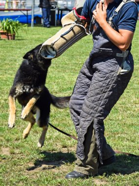 Alman çoban köpek eğitim