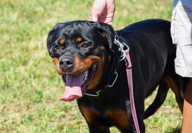 Rottweiler köpek