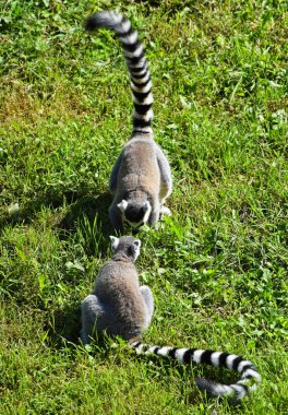 Ring-Tailed Lemurlar
