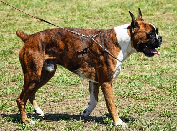 Red hotsell brindle boxer