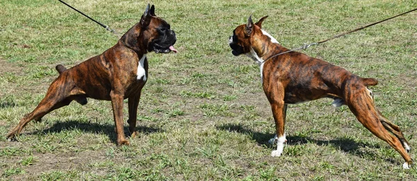 Boxer dogs