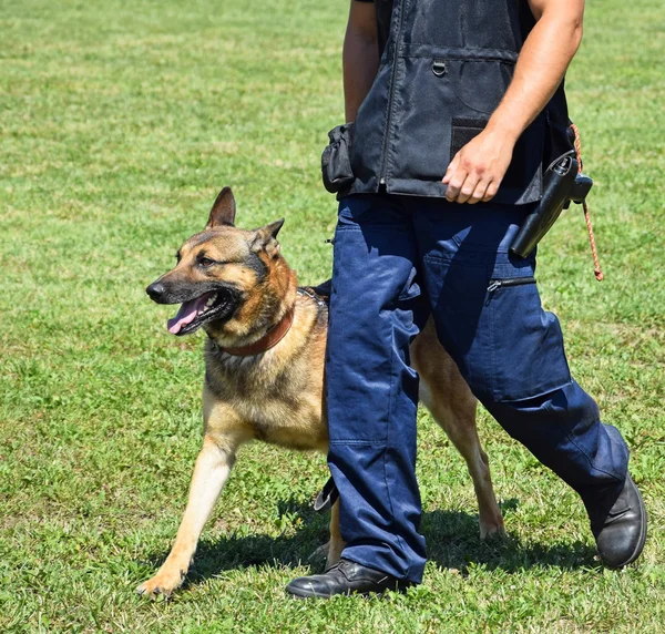 Schäferhund in Ausbildung — Stockfoto