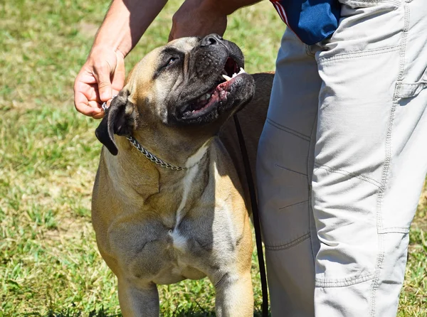 ブル ・ マスティフ犬 — ストック写真