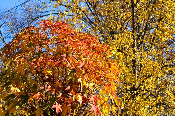 Laub im Herbst — Stockfoto