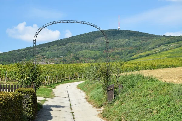 Road to the vineyard,  near Tokaj city, Hungary — Stock Photo, Image