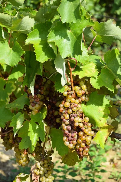 White grapes — Stock Photo, Image