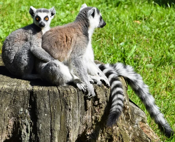 Pareja de lémures de cola anillada — Foto de Stock