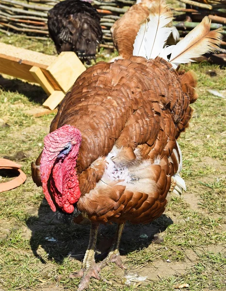 Turkey — Stock Photo, Image