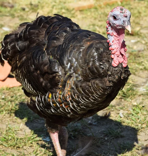 Turkey — Stock Photo, Image