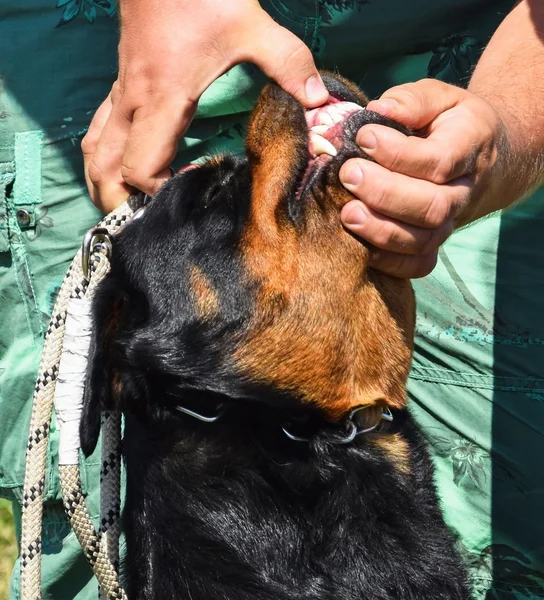 Egy Rottweiler kutya foga vizsgálata — Stock Fotó