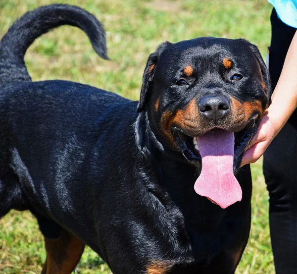 Giovane cane Rottweiler — Foto Stock