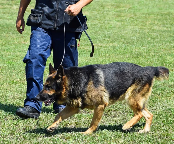 Cão de polícia em formação — Fotografia de Stock