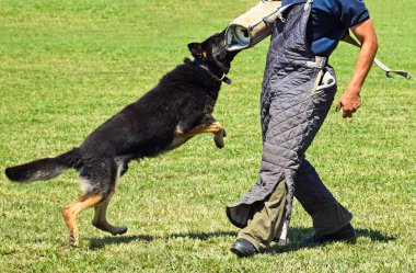 Alman çoban köpek eğitim
