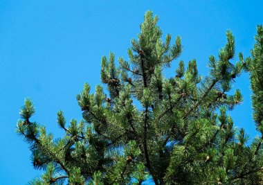 Çam ağacı dalları