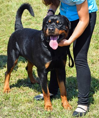 Rottweiler köpek