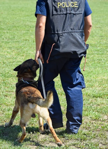 Oficial de polícia com seu cão pastor alemão — Fotografia de Stock