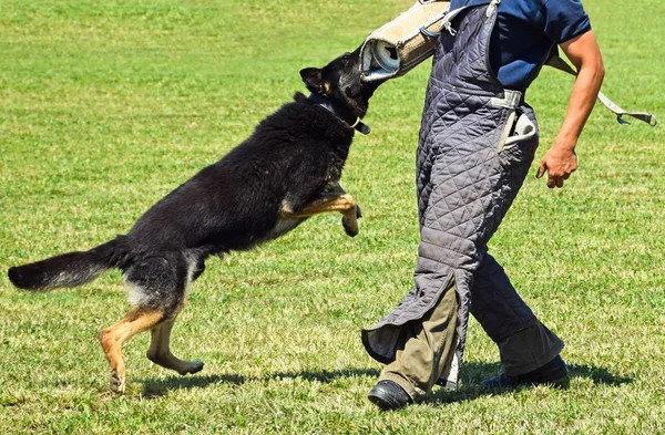 Pastor alemão cão em formação — Fotografia de Stock