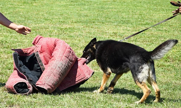 在训练的德国牧羊犬 — 图库照片