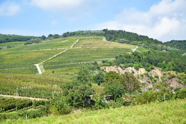 Wijngaard in de buurt van Tokaj city, Hongarije — Stockfoto