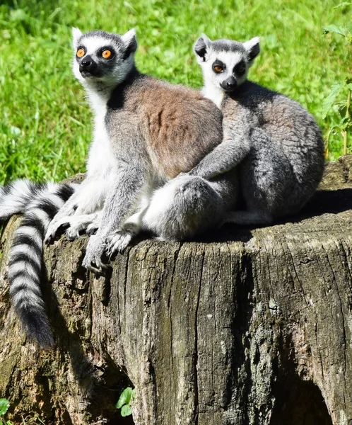 Lémures-de-cauda — Fotografia de Stock