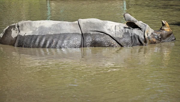 El rinoceronte se está bañando — Foto de Stock