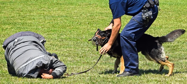 Cão de polícia em formação — Fotografia de Stock