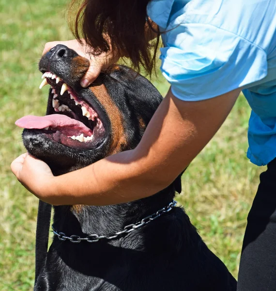 Tand onderzoek van een Rottweiler hond — Stockfoto