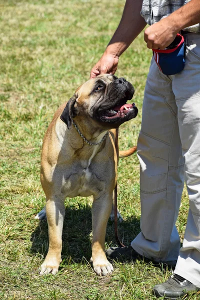 Bull mastiff dog — Stock Photo, Image