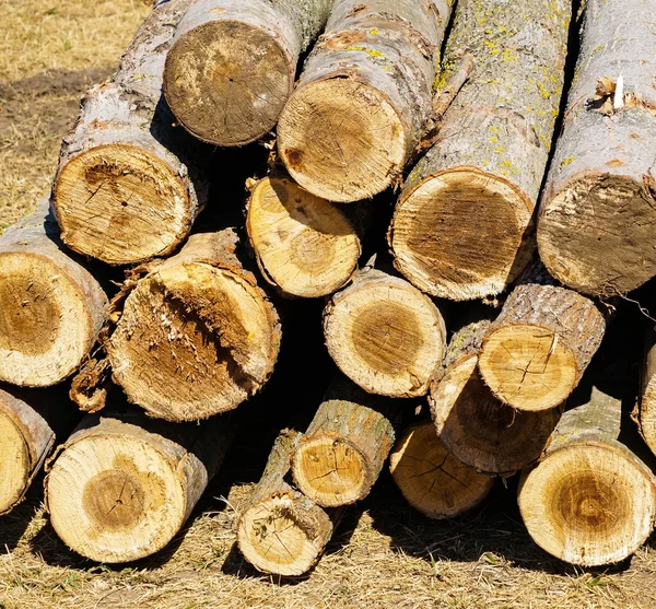 Klipp ut trädstammar i en hög — Stockfoto