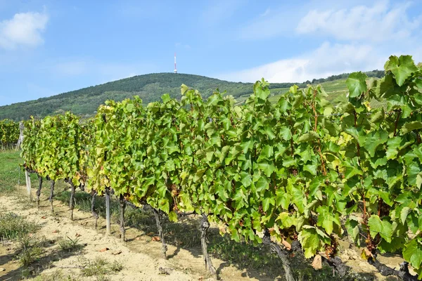 Weinberg in der Nähe der Stadt Tokaj, Ungarn — Stockfoto