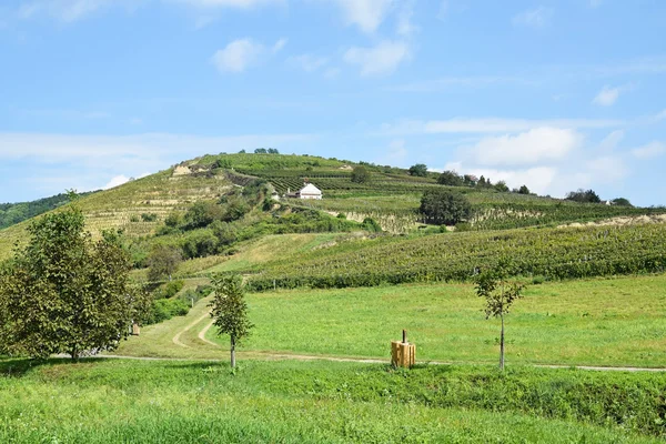 Виноградник рядом с городом Токай, Венгрия — стоковое фото