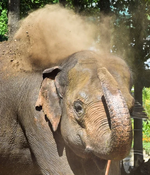 Elefante indio toma un baño de polvo — Foto de Stock