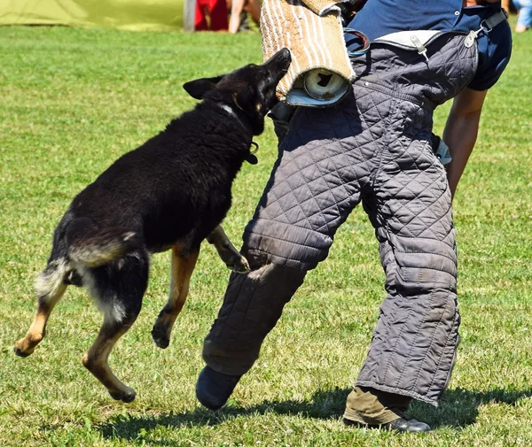 Pastor alemão cão em formação — Fotografia de Stock