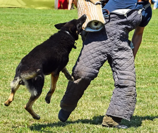 German shepherd dog in training — Stock Photo, Image