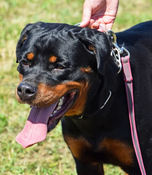 Cane rottweiler — Foto Stock