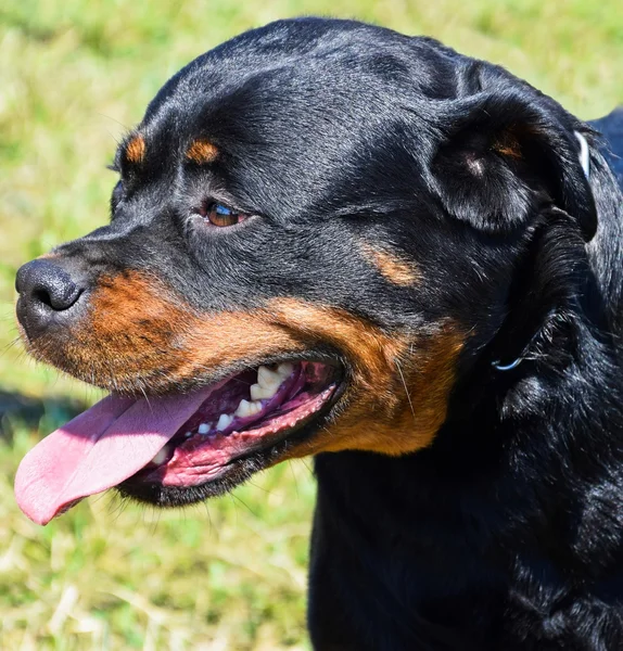 Rottweiler hund — Stockfoto