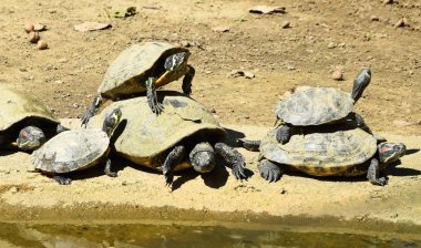 Kaplumbağalar yanında bir su birikintisi