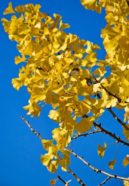 Ginkgo ağacı içinde sonbahar yaprakları