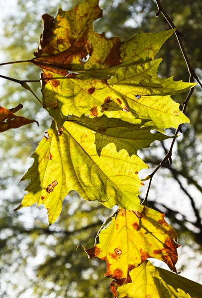 Falevelek ősszel — Stock Fotó