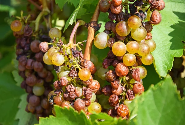 White grapes — Stock Photo, Image
