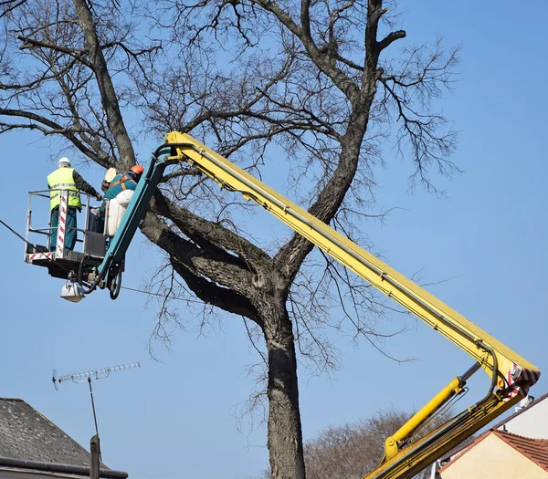 Los leñadores están cortando un árbol. —  Fotos de Stock