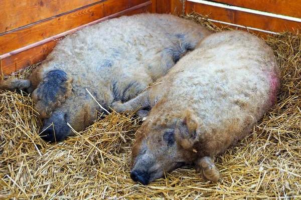 Mangalica свиней сплять — стокове фото