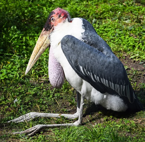 Marabou — Stock Photo, Image