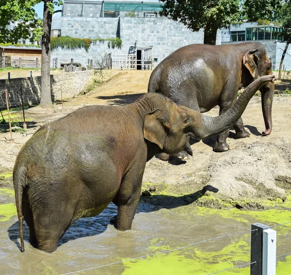 Elefantes indios se bañan — Foto de Stock