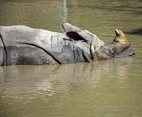 El rinoceronte se baña en el estanque — Foto de Stock