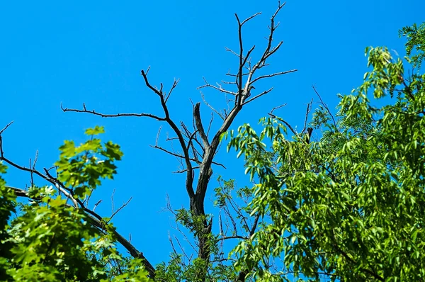 Rama seca del árbol —  Fotos de Stock