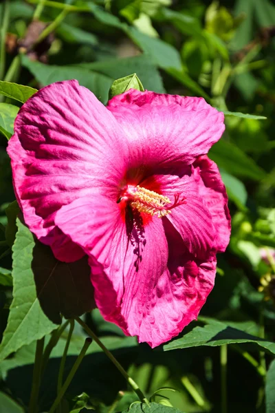 Fiore di malva — Foto Stock