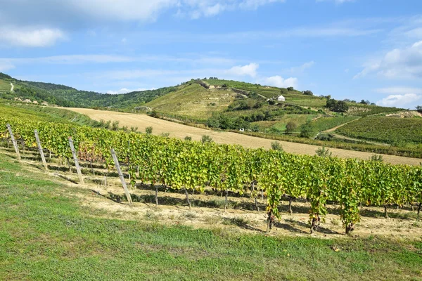 Weinberg in der Nähe der Stadt Tokaj, Ungarn — Stockfoto