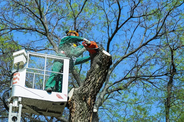 Oduncu çalışıyor