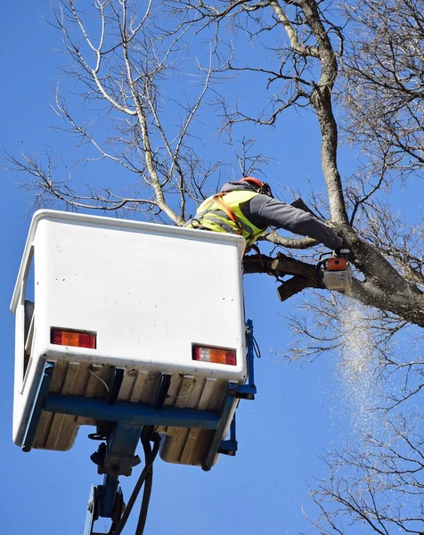 Penebang pohon bekerja — Stok Foto